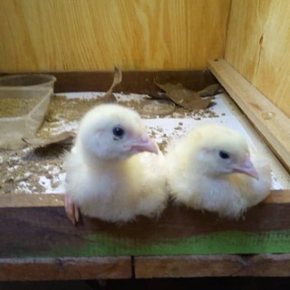 Chicken Coop